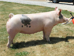 Brinning-Platt-Ogle Online Bred Gilt Sale
