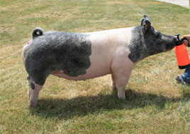 Brinning-Platt-Ogle Online Bred Gilt Sale