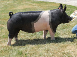 Brinning-Platt-Ogle Online Bred Gilt Sale
