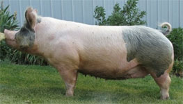 Brinning-Platt-Ogle Online Bred Gilt Sale