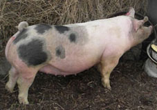 Boyle's Big Time Betty's Online Bred Gilt Sale Results