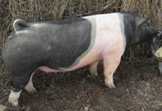 Boyle's Big Time Betty's Online Bred Gilt Sale Results