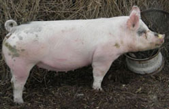 Boyle's Big Time Betty's Online Bred Gilt Sale Results