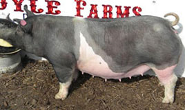 Boyle's Big Time Betty's Online Bred Gilt Sale Results