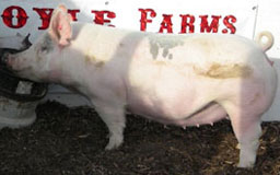 Boyle's Big Time Betty's Online Bred Gilt Sale Results