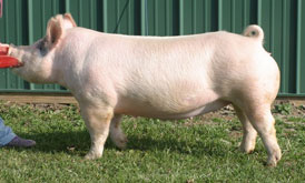 Brinning-Platt-Ogle Online Bred Gilt Sale Results