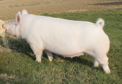 Brinning-Platt-Ogle Online Bred Gilt Sale Results