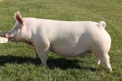 Brinning-Platt-Ogle Online Bred Gilt Sale Results