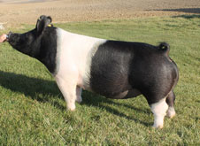 Brinning-Platt-Ogle Online Bred Gilt Sale Results