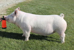Brinning-Platt-Ogle Online Bred Gilt Sale Results