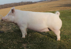 Brinning-Platt-Ogle Online Bred Gilt Sale Results