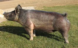 Brinning-Platt-Ogle Online Bred Gilt Sale Results