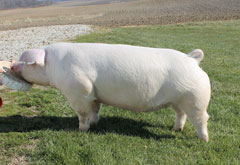 Brinning-Platt-Ogle Online Bred Gilt Sale Results