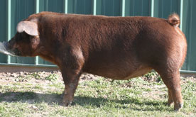Brinning-Platt-Ogle Online Bred Gilt Sale Results