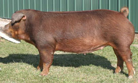 Brinning-Platt-Ogle Online Bred Gilt Sale Results