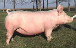 Brinning-Platt-Ogle Online Bred Gilt Sale Results