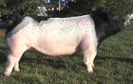 Brinning-Platt-Ogle Online Bred Gilt Sale Results