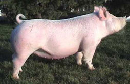 Brinning-Platt-Ogle Online Bred Gilt Sale Results