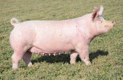 Lewis Genetics Online Bred Gilt Sale Results