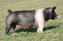Lewis Genetics Online Bred Gilt Sale Results
