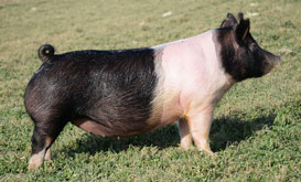 Lewis Genetics Online Bred Gilt Sale Results