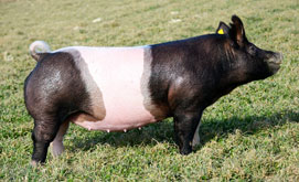 Lewis Genetics Online Bred Gilt Sale Results