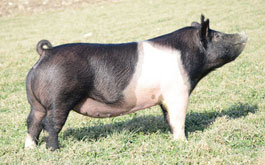 Lewis Genetics Online Bred Gilt Sale Results