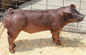 Friddle Lot 1