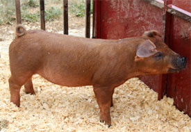 Friddle Lot 13