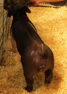 Gary Todd Online Show Pig Sale