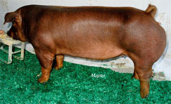 JJ Genetics Online Sale Results