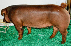 JJ Genetics Online Sale Results