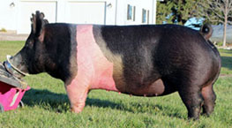 Marek Online Bred Gilt Sale Results