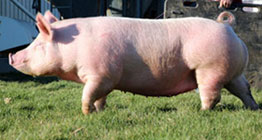 Marek Online Bred Gilt Sale Results