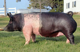 Marek Online Bred Gilt Sale Results