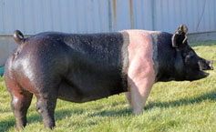 Marek Online Bred Gilt Sale Results