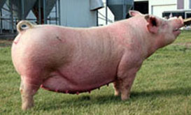 Marek Online Bred Gilt Sale Results