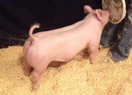 McGrew Showpigs