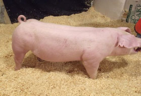 McGrew Showpigs