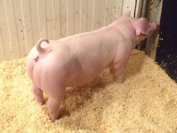 McGrew Showpigs