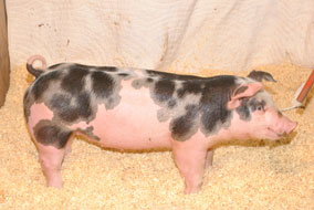 Rick May/Jennings Showpigs