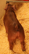 So Much Cooler Online Show Pig Sale Results