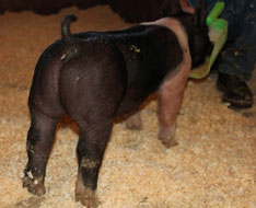 So Much Cooler Online Show Pig Sale Results
