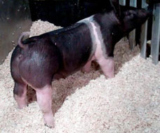 So Much Cooler Online Show Pig Sale Results