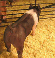 So Much Cooler Online Show Pig Sale Results