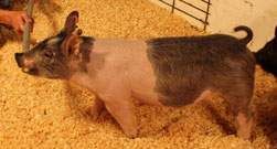 So Much Cooler Online Show Pig Sale Results