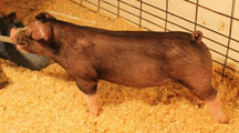 So Much Cooler Online Show Pig Sale Results