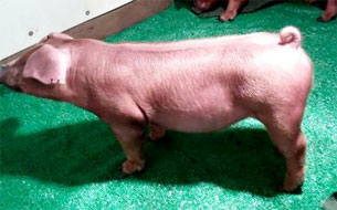 So Much Cooler Online Show Pig Sale