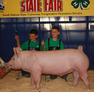 South Dakota State Fair Show Pig Results
