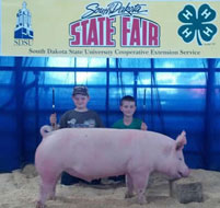 South Dakota State Fair Show Pig Results
